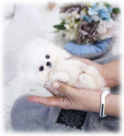 포메라니안 분양