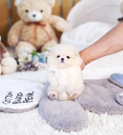 크림 포메라니안 분양