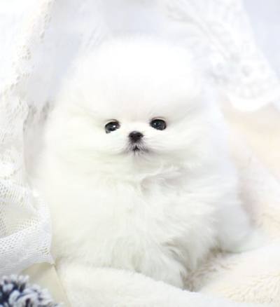 포메라니안 분양