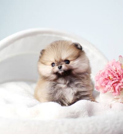 포메라니안 분양