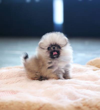 포메라니안 분양