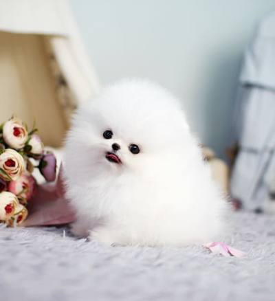 포메라니안 분양