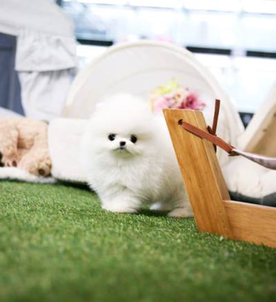 포메라니안 분양