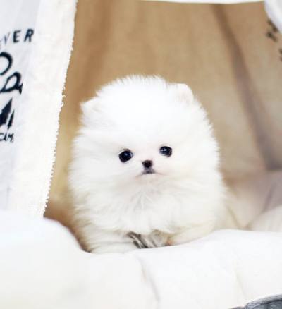 포메라니안 분양