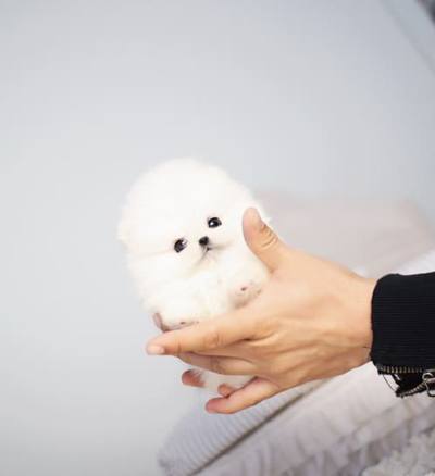 포메라니안 분양