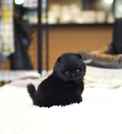 포메라니안 분양