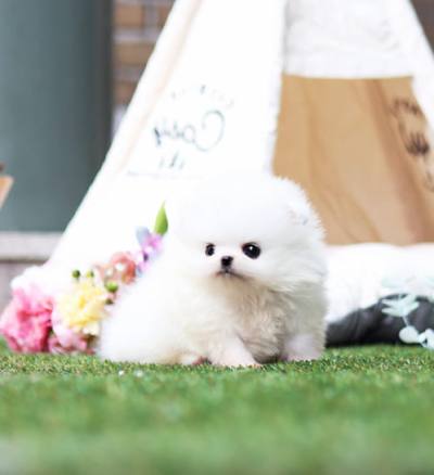 포메라니안 분양