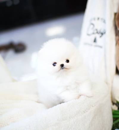 포메라니안 분양