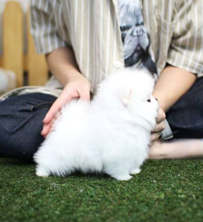 포메라니안 분양