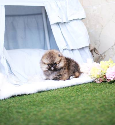 포메라니안 분양