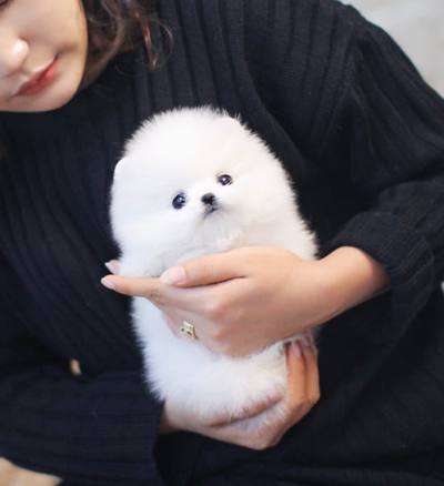 포메라니안 분양