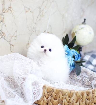 포메라니안 분양