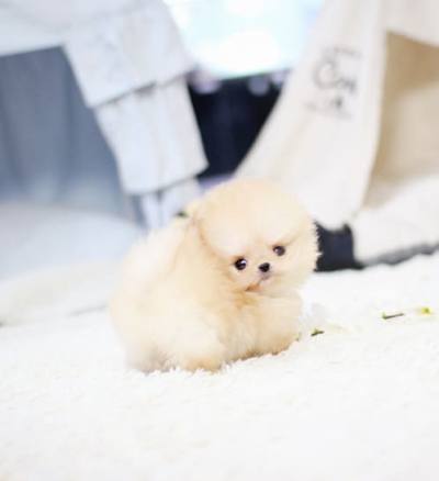 포메라니안 분양