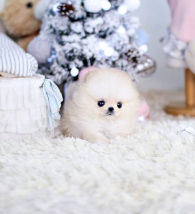 포메라니안 분양