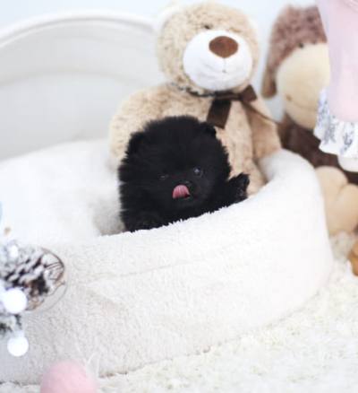 포메라니안 분양