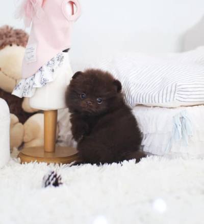 포메라니안 분양