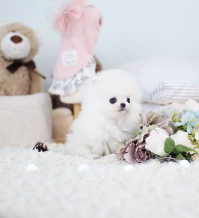 포메라니안 분양