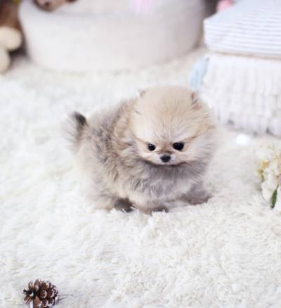 포메라니안 분양