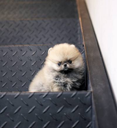 포메라니안 분양