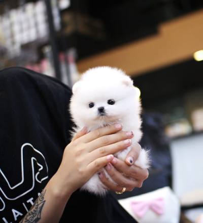 포메라니안 분양