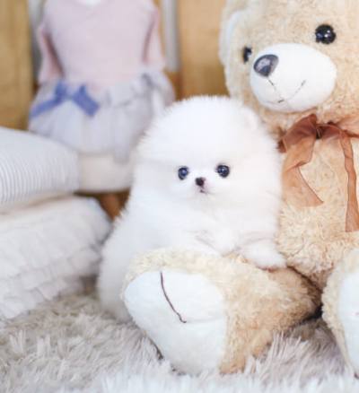 포메라니안 분양