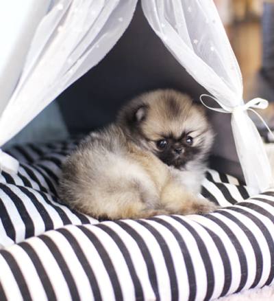 포메라니안 분양