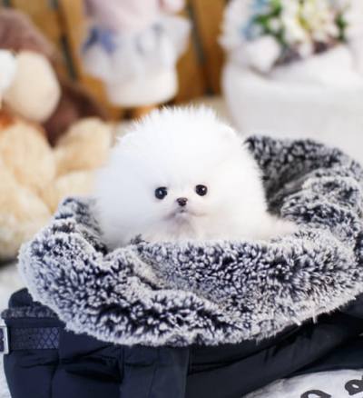 포메라니안 분양