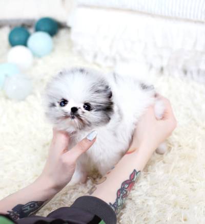 포메라니안 분양