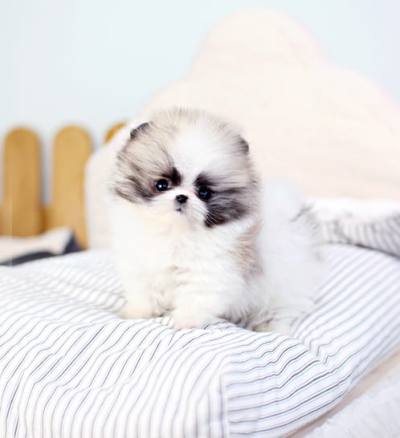 포메라니안 분양