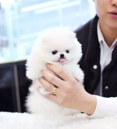 포메라니안 분양