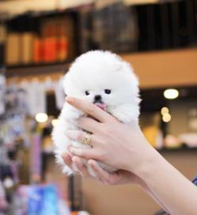 포메라니안 분양