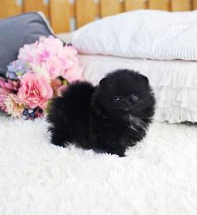 포메라니안 분양