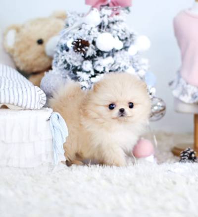 포메라니안 분양