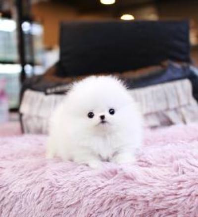 포메라니안 분양