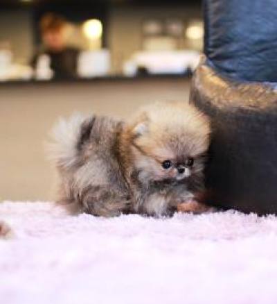 포메라니안 분양