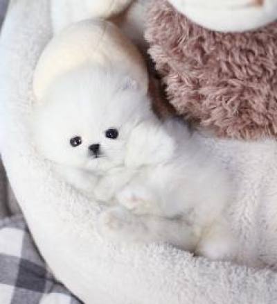 포메라니안 분양