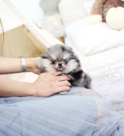 포메라니안 분양