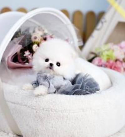 포메라니안 분양