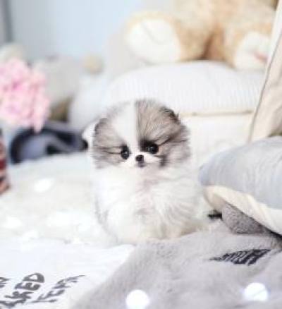 포메라니안 분양