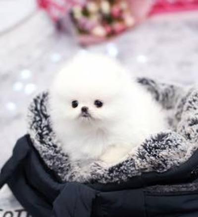 포메라니안 분양