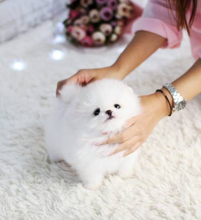 포메라니안 분양