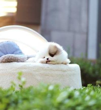 포메라니안 분양