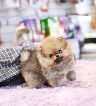 포메라니안 분양