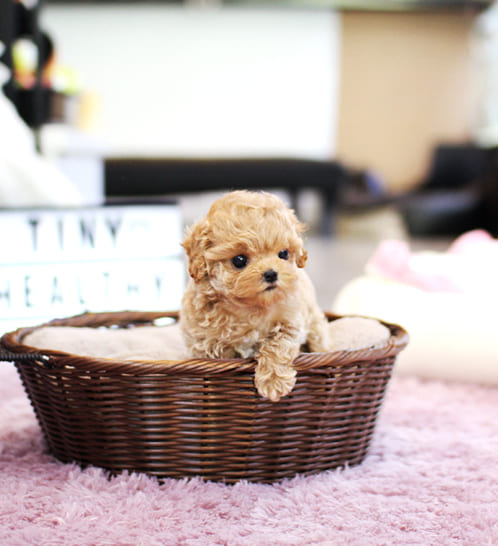 푸들 분양