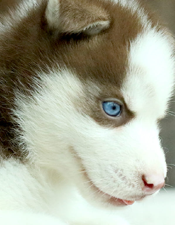 시베리안 허스키 분양