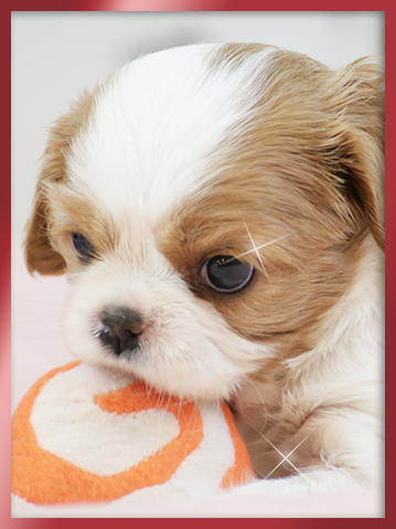 킹찰스스패니얼 분양