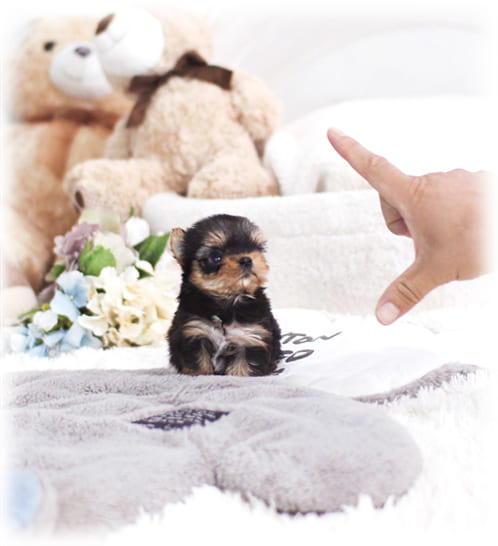 요크셔테리어 분양