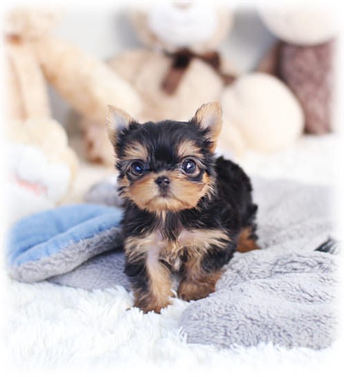 요크셔테리어 분양