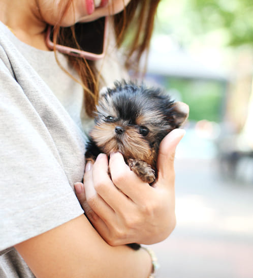 요크셔테리어 분양